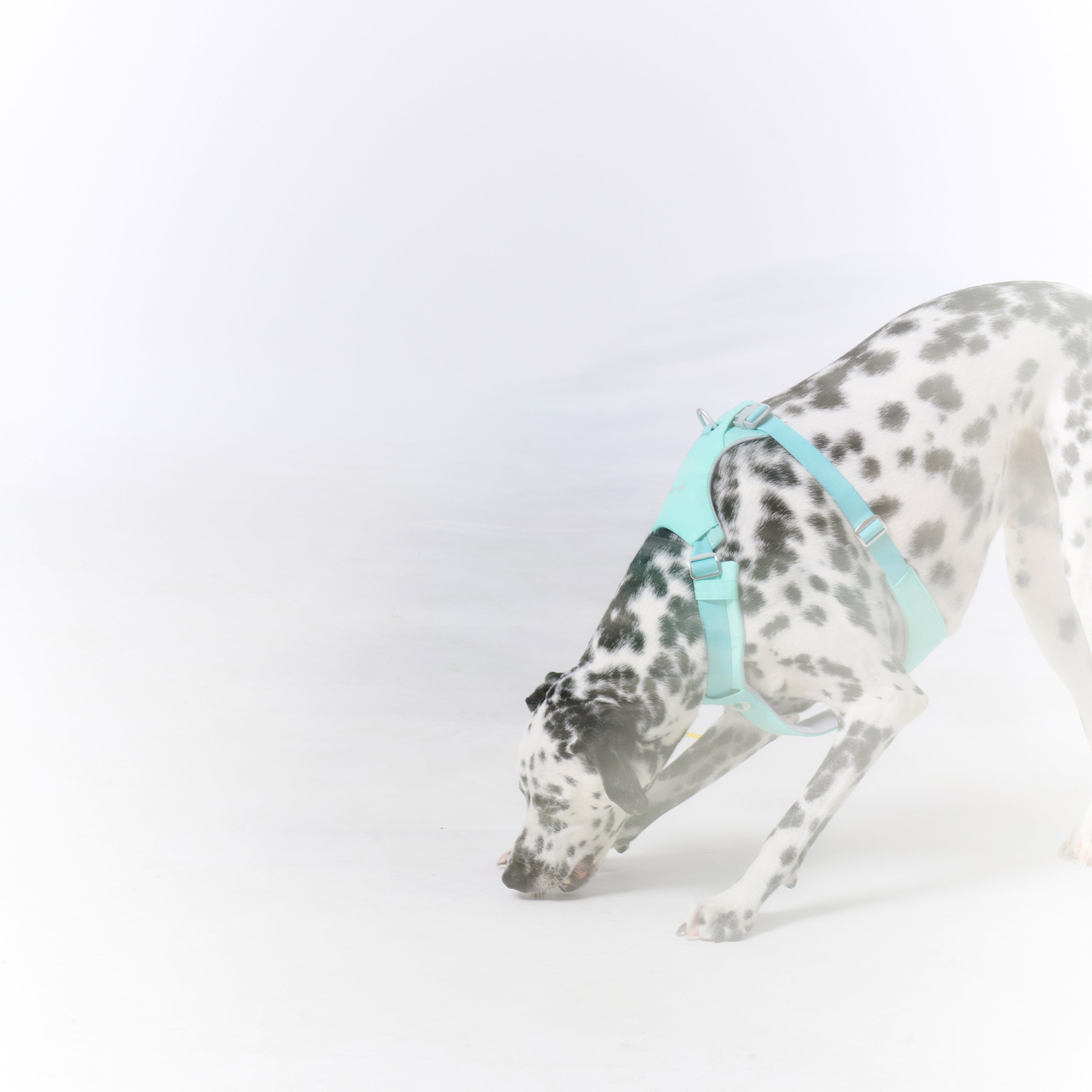 ハーネス《Ardor™》