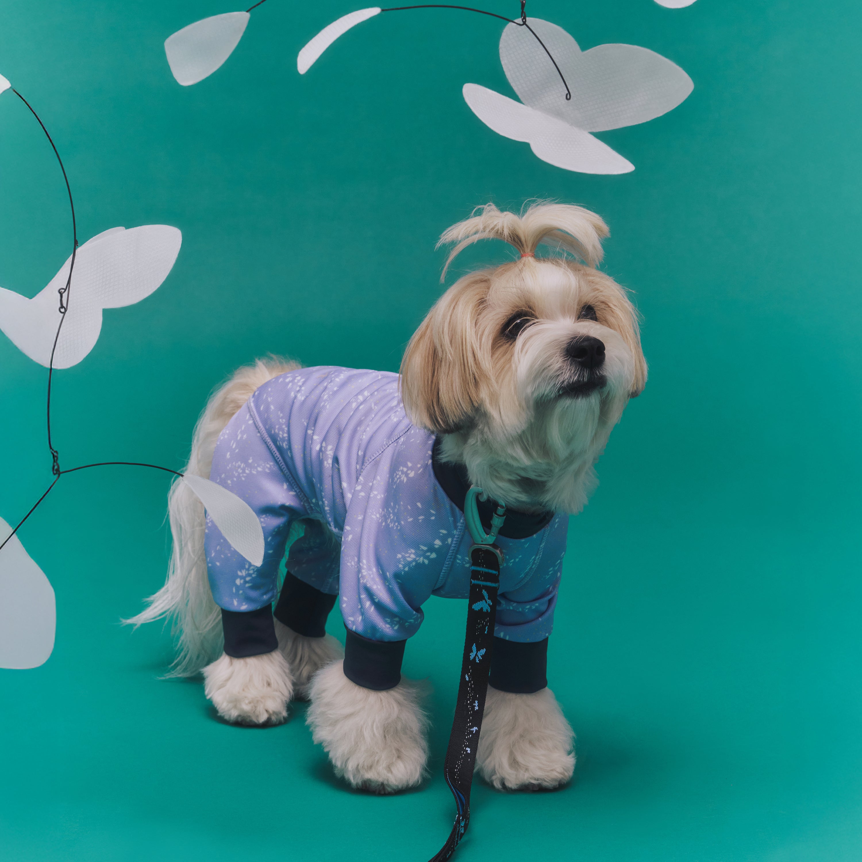 カラー《Posy™》