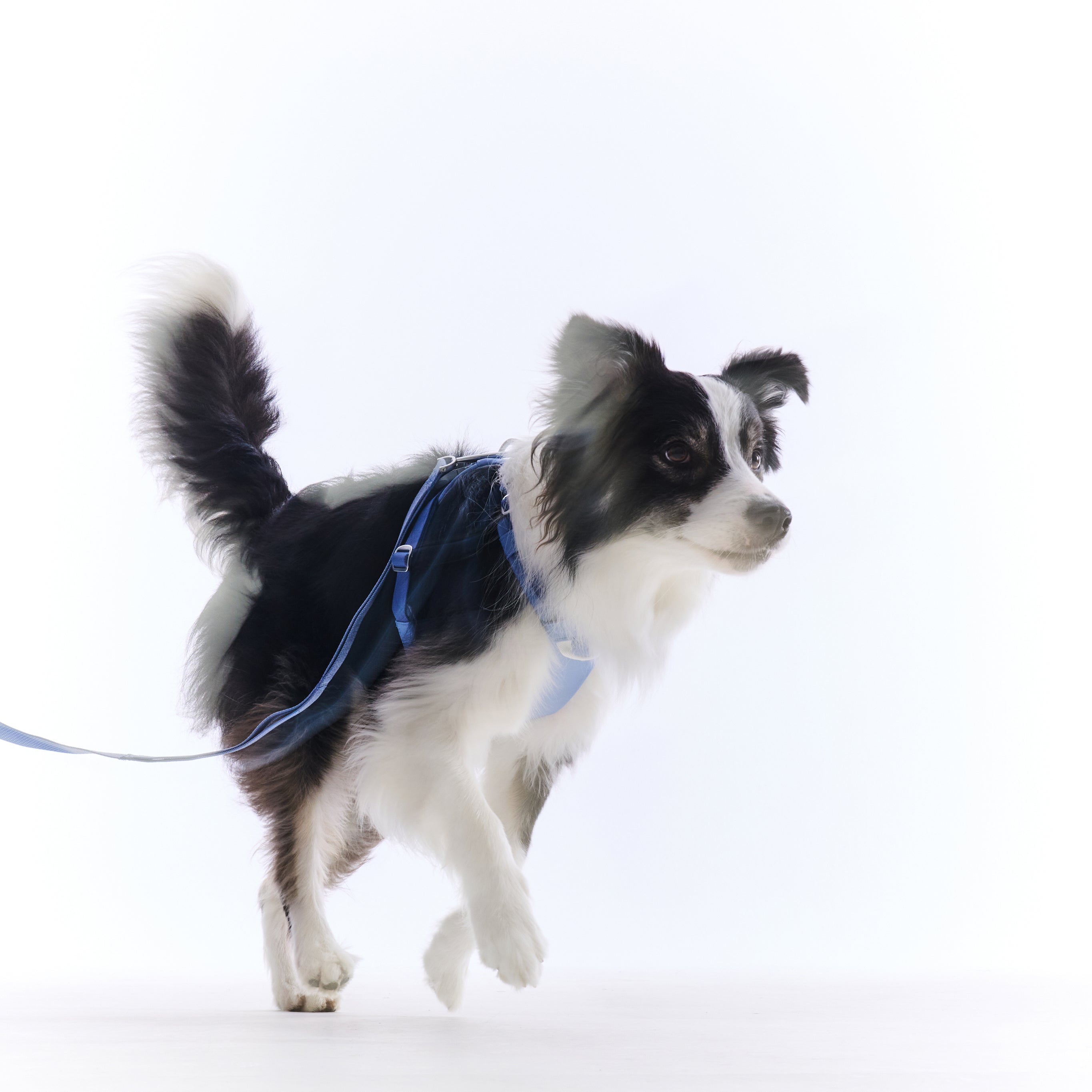 ハーネス《Ardor™》