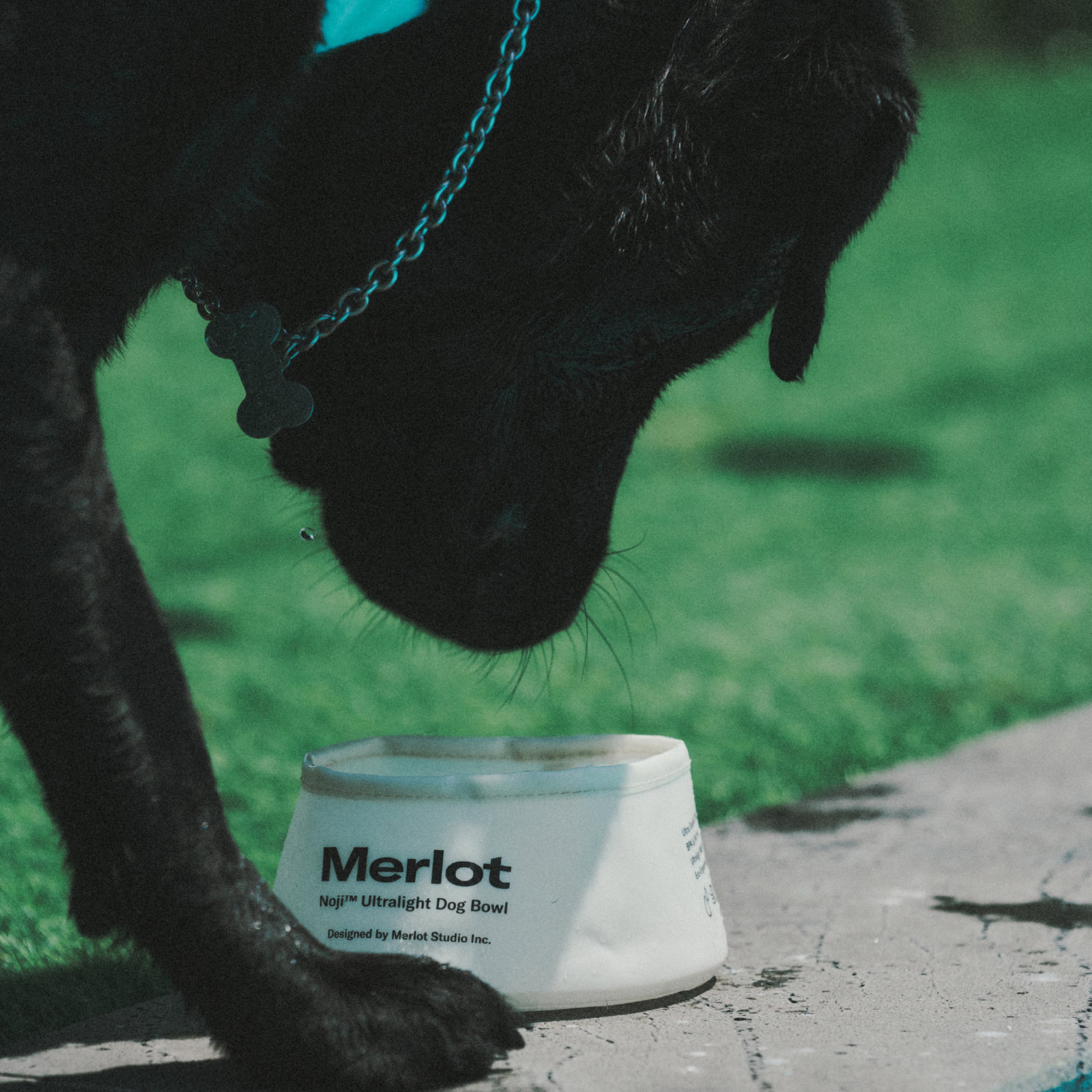 ドッグボウル《Noji™ 》