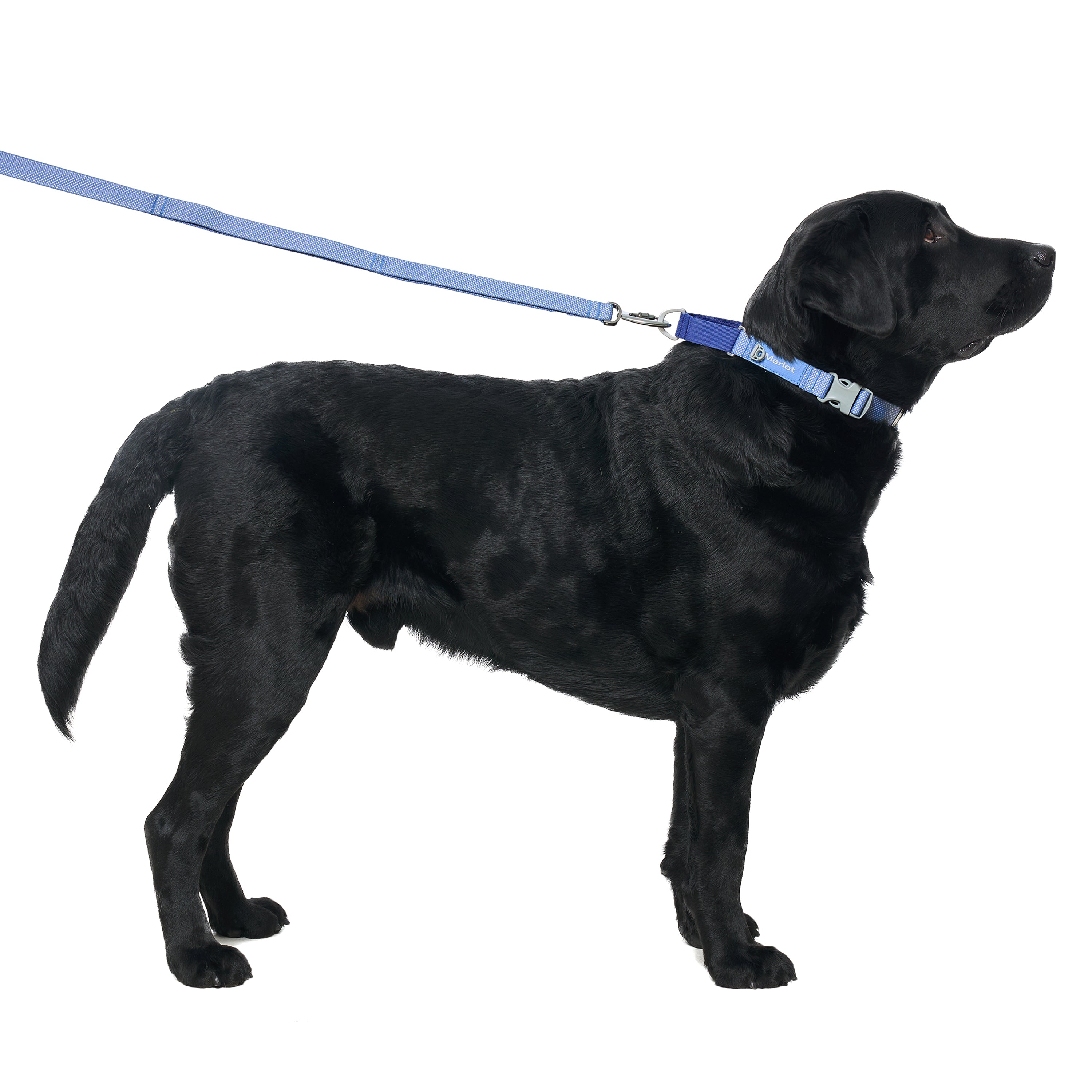 リード《Ardor™》