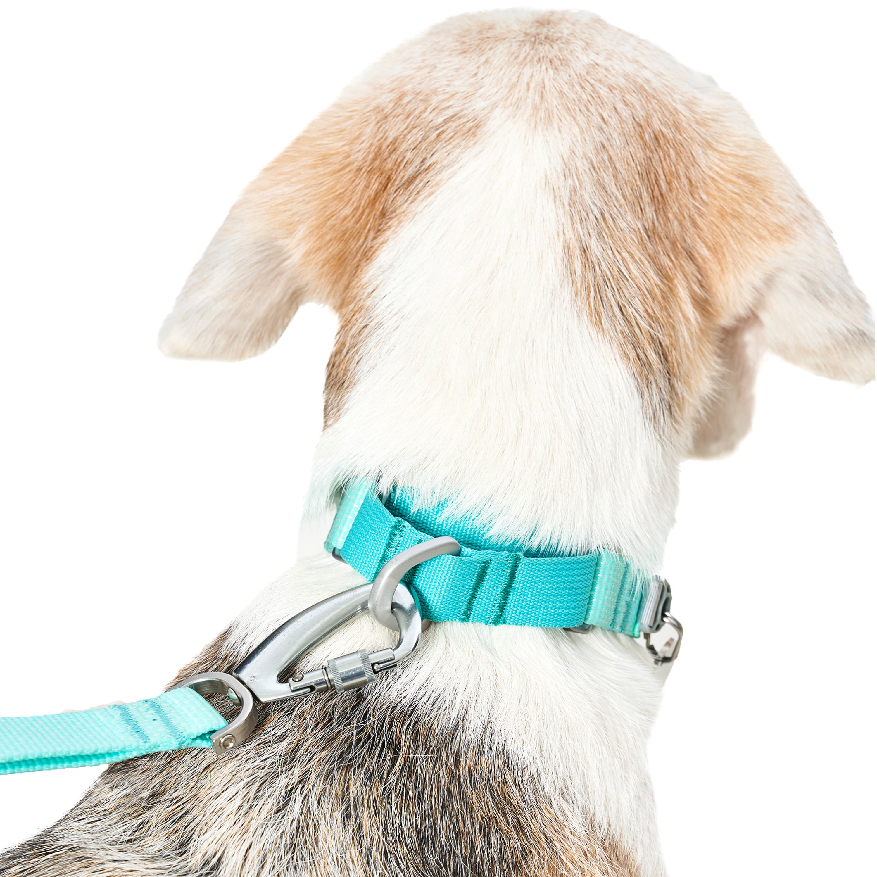 マーチンゲールカラー《Ardor™》