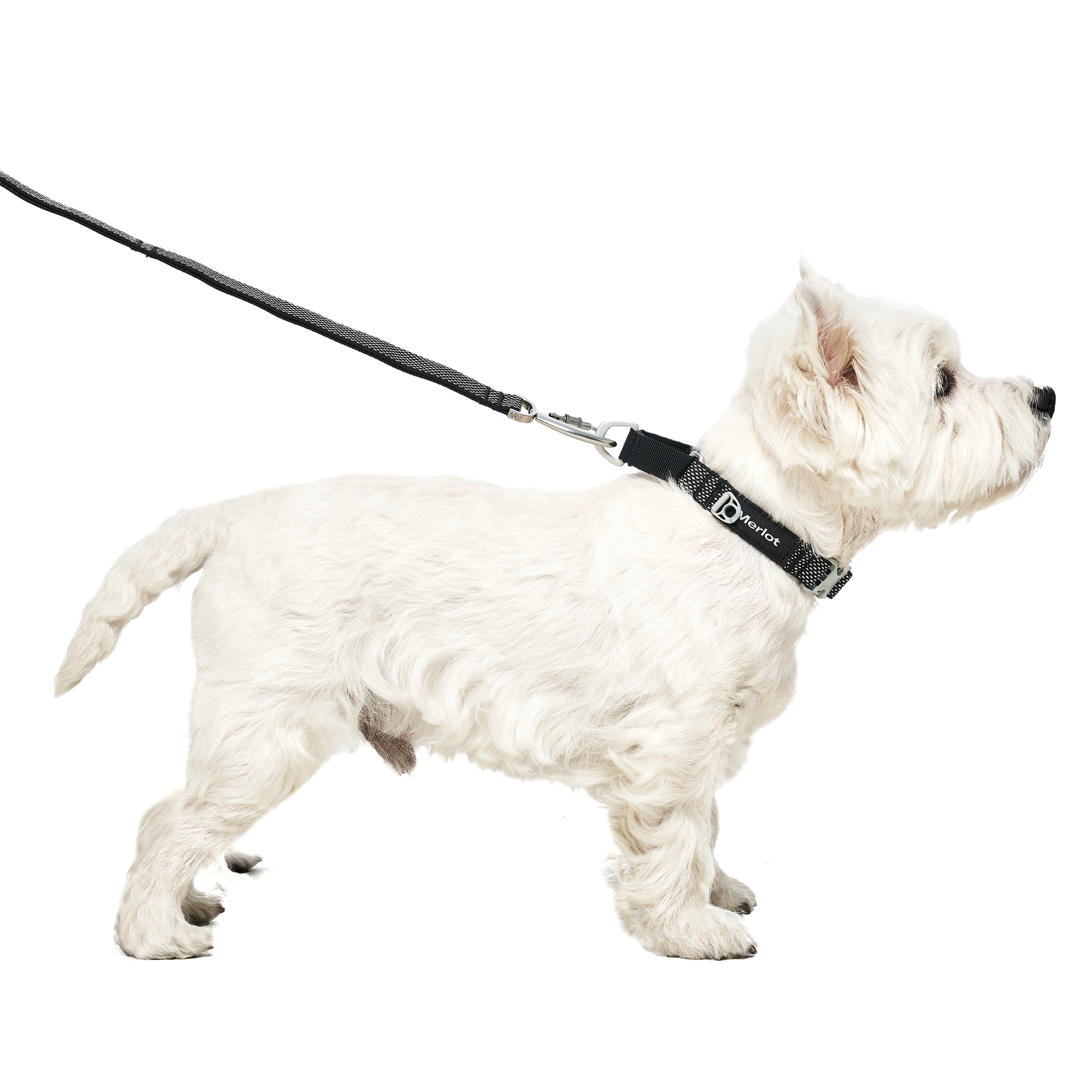 リード《Ardor™》