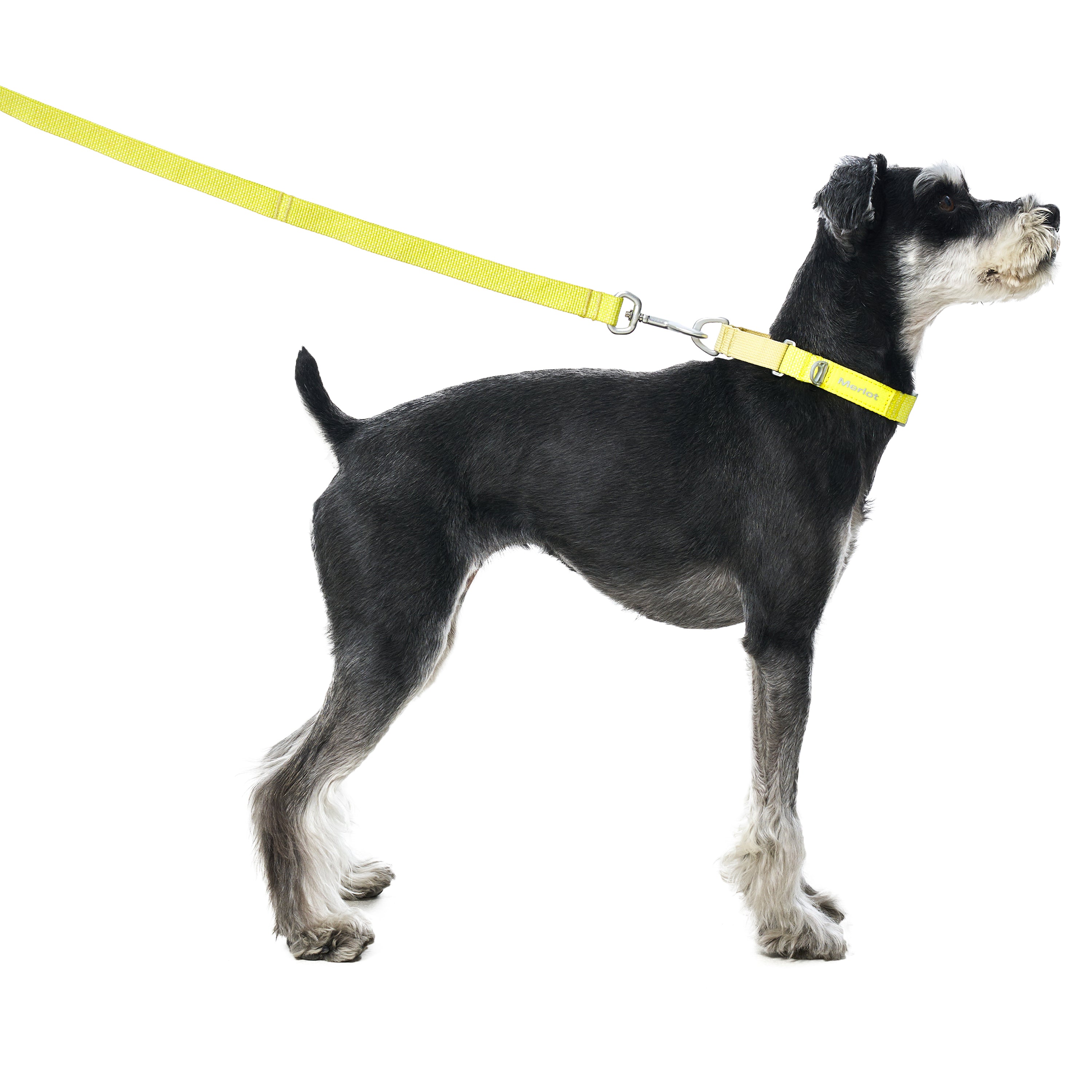 リード《Ardor™》