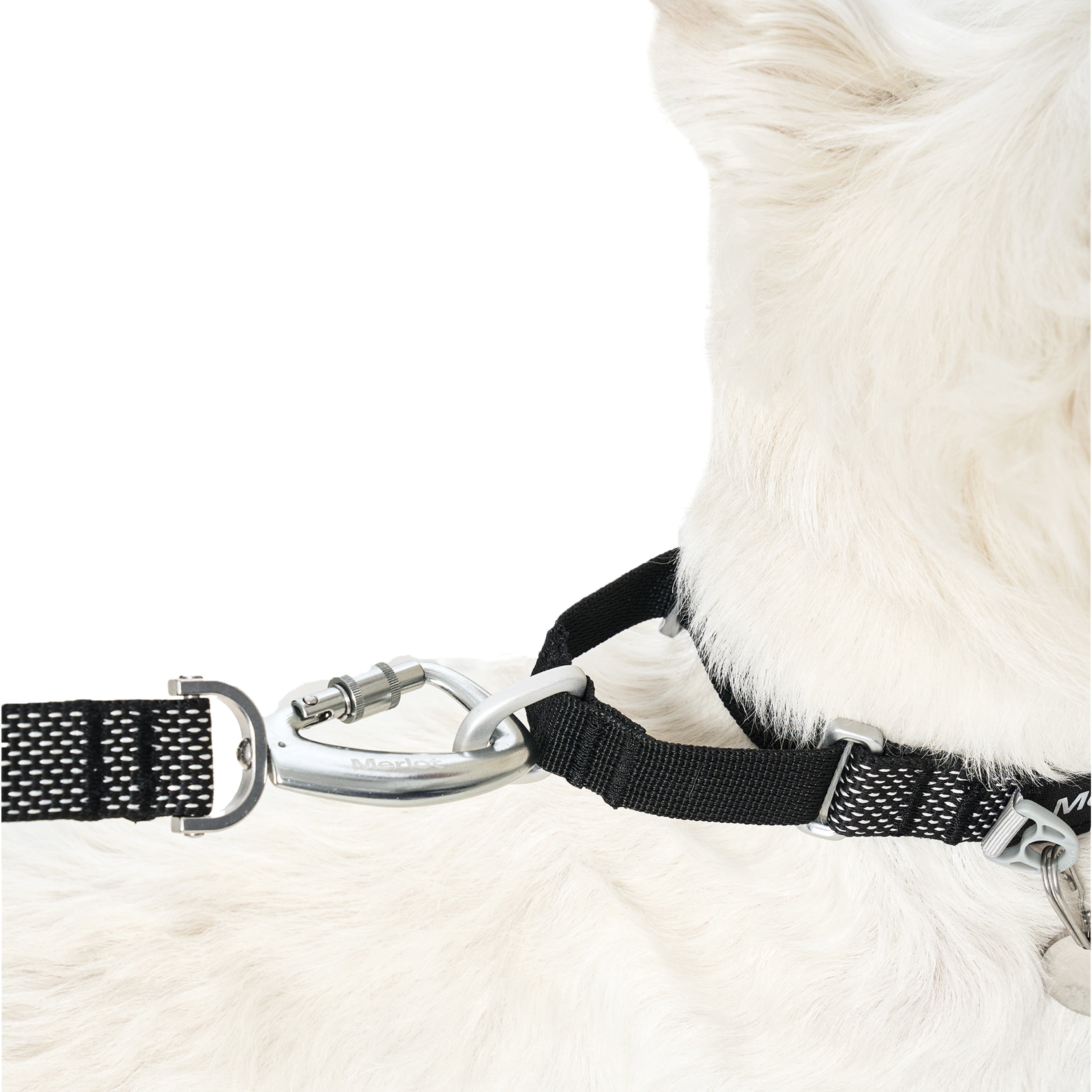 マーチンゲールカラー《Ardor™》