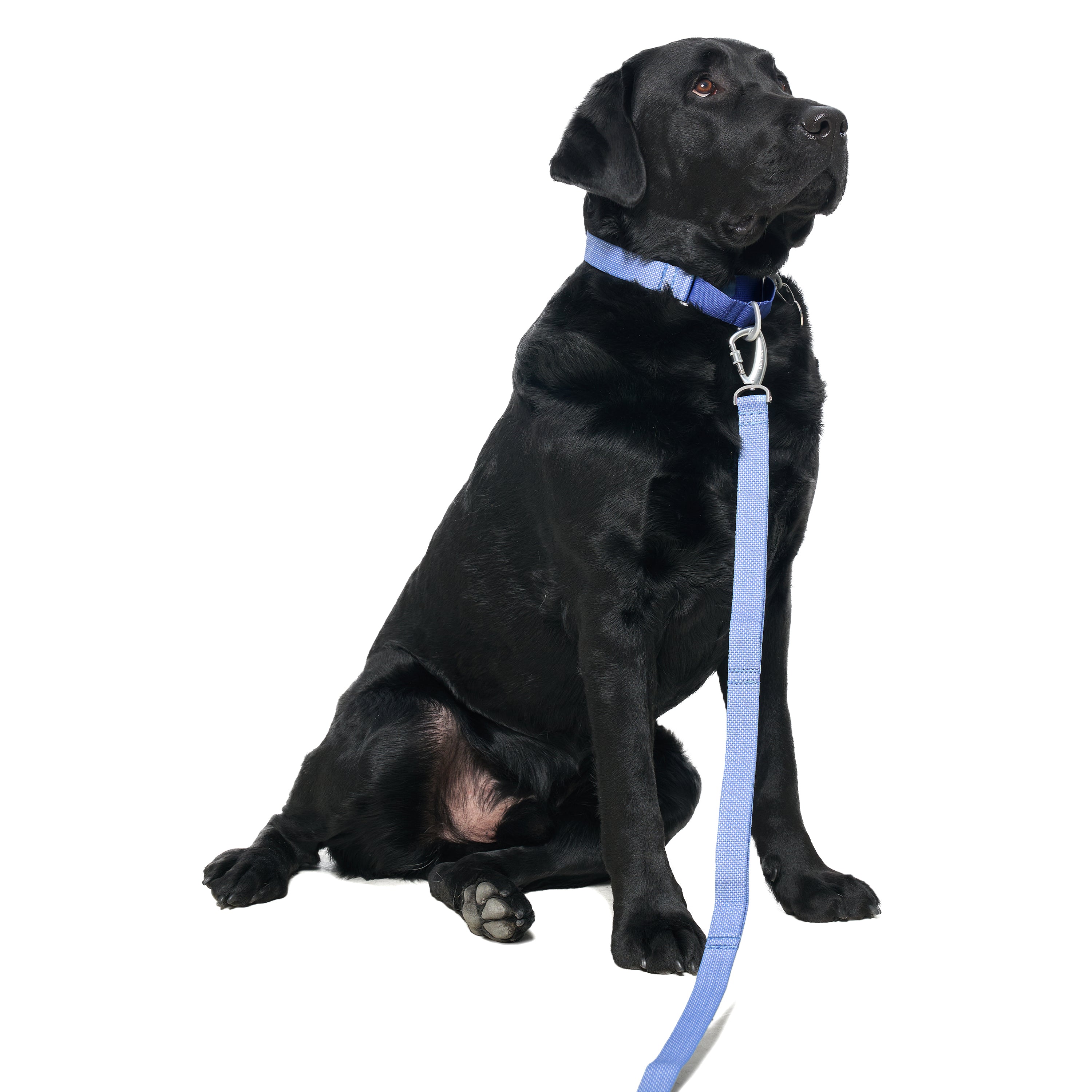 マーチンゲールカラー《Ardor™》