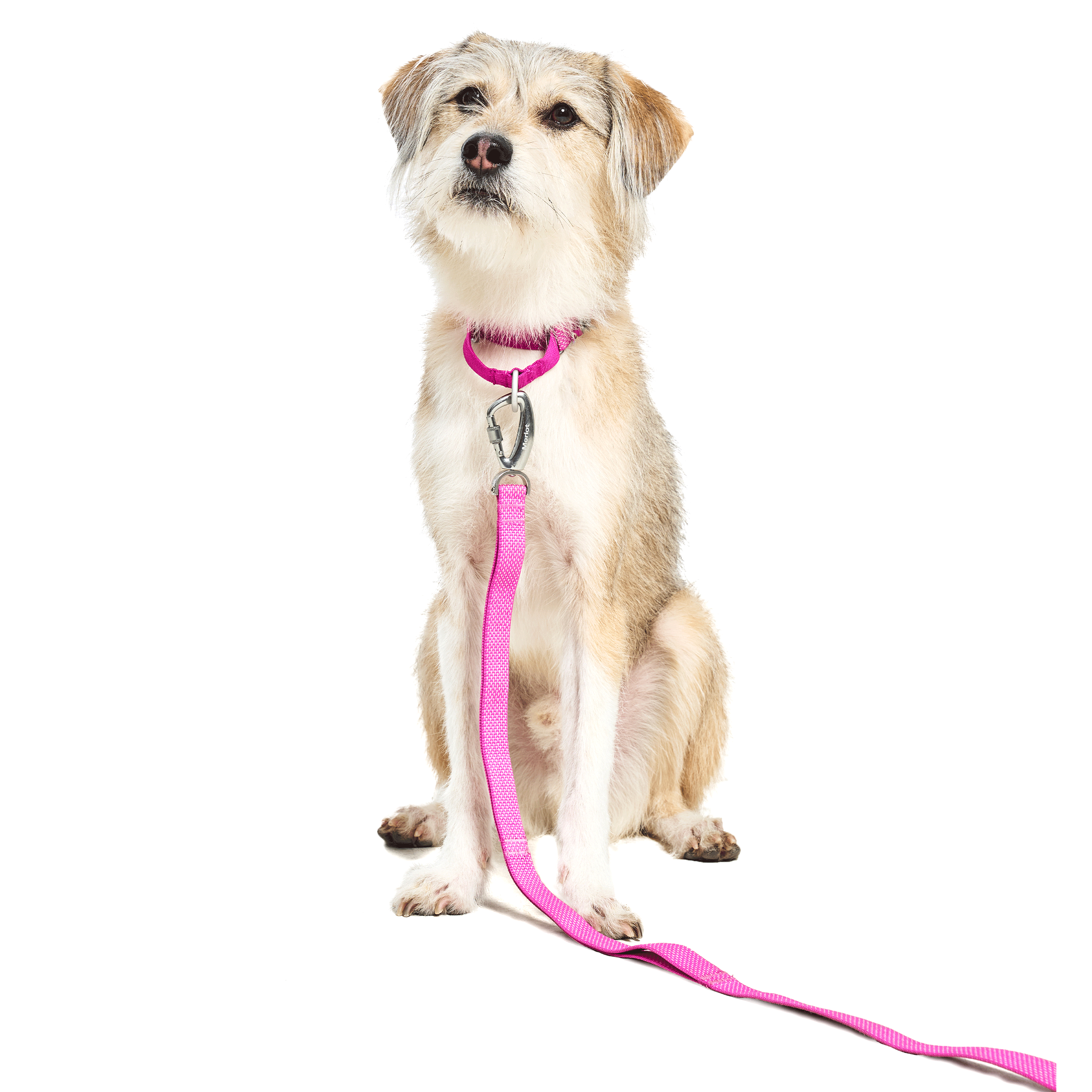 マーチンゲールカラー《Ardor™》