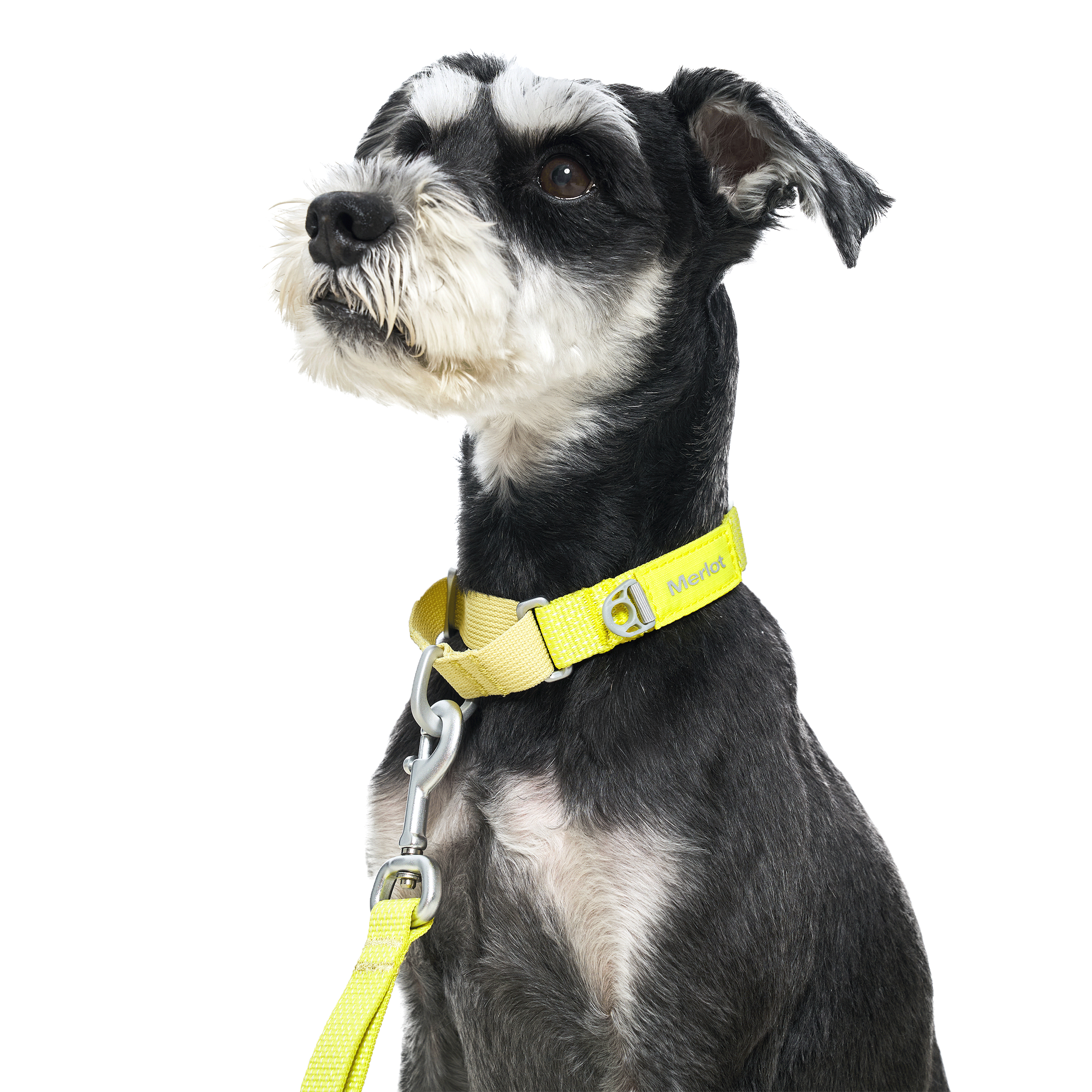 マーチンゲールカラー《Ardor™》