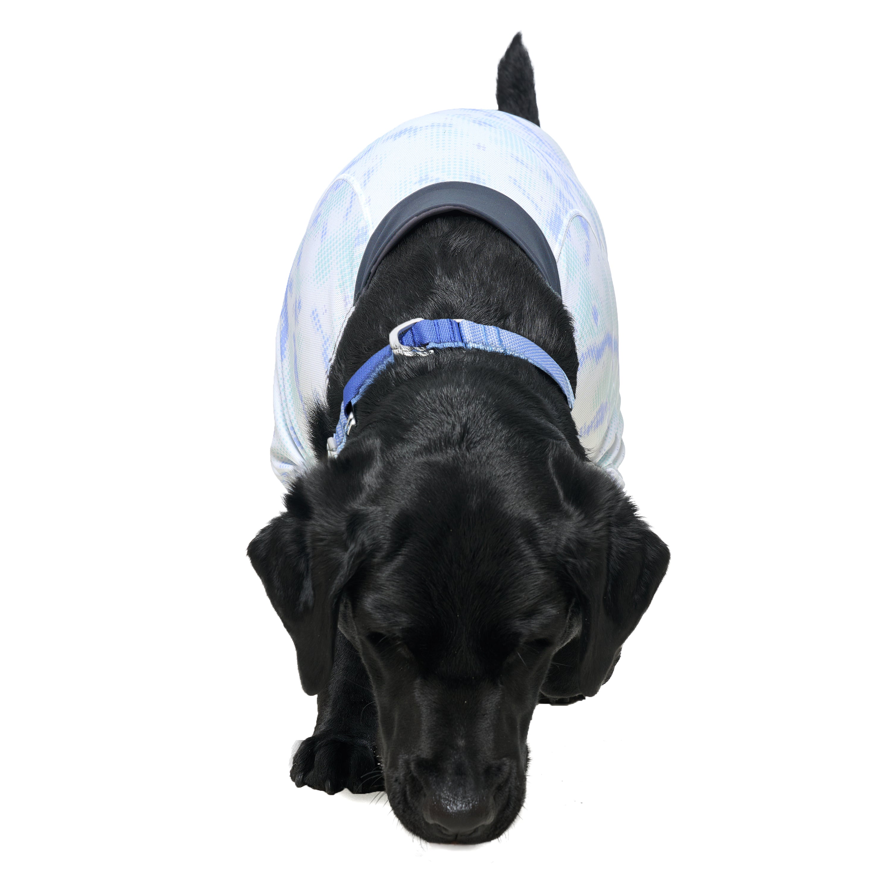 カラー《Ardor™》