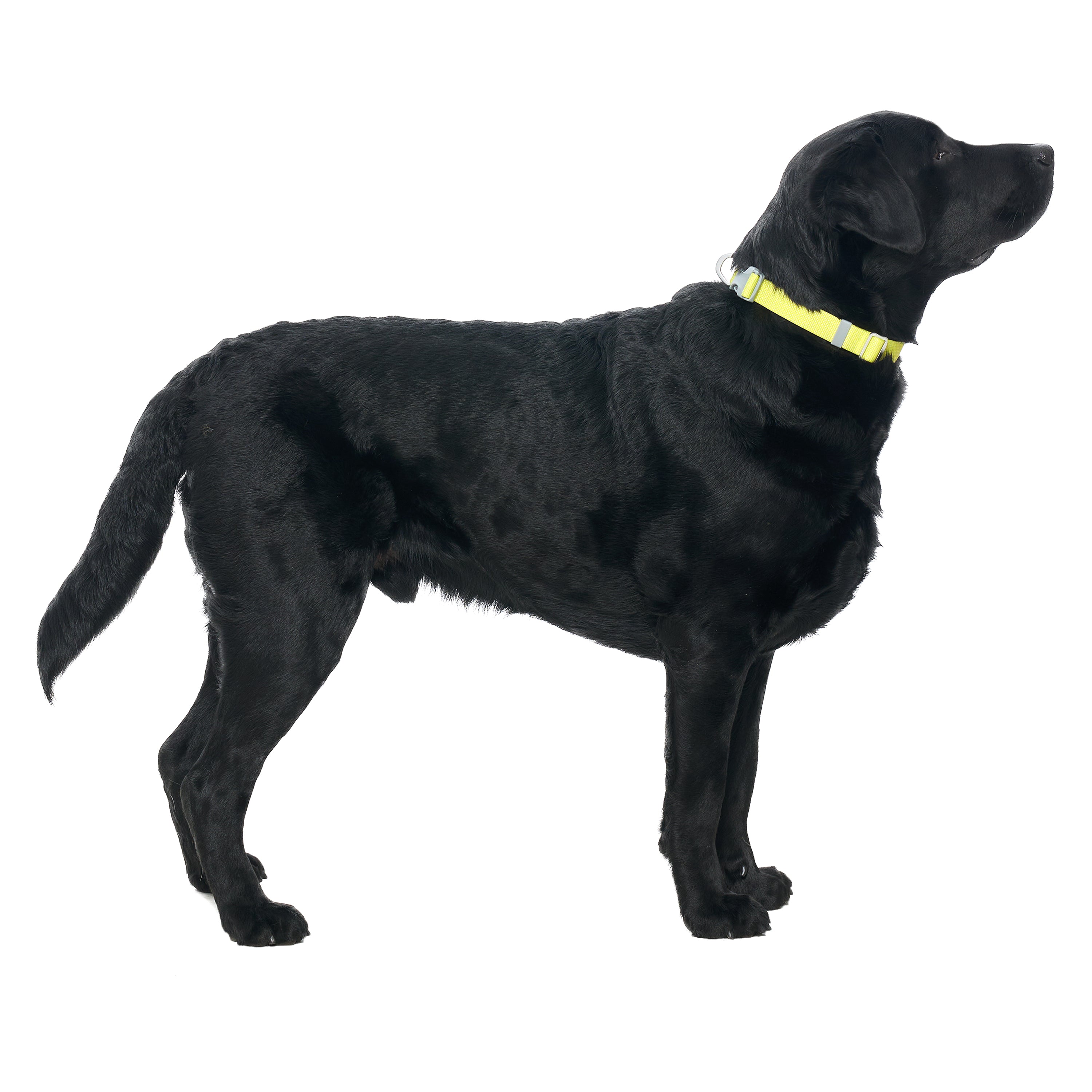 カラー《Ardor™》