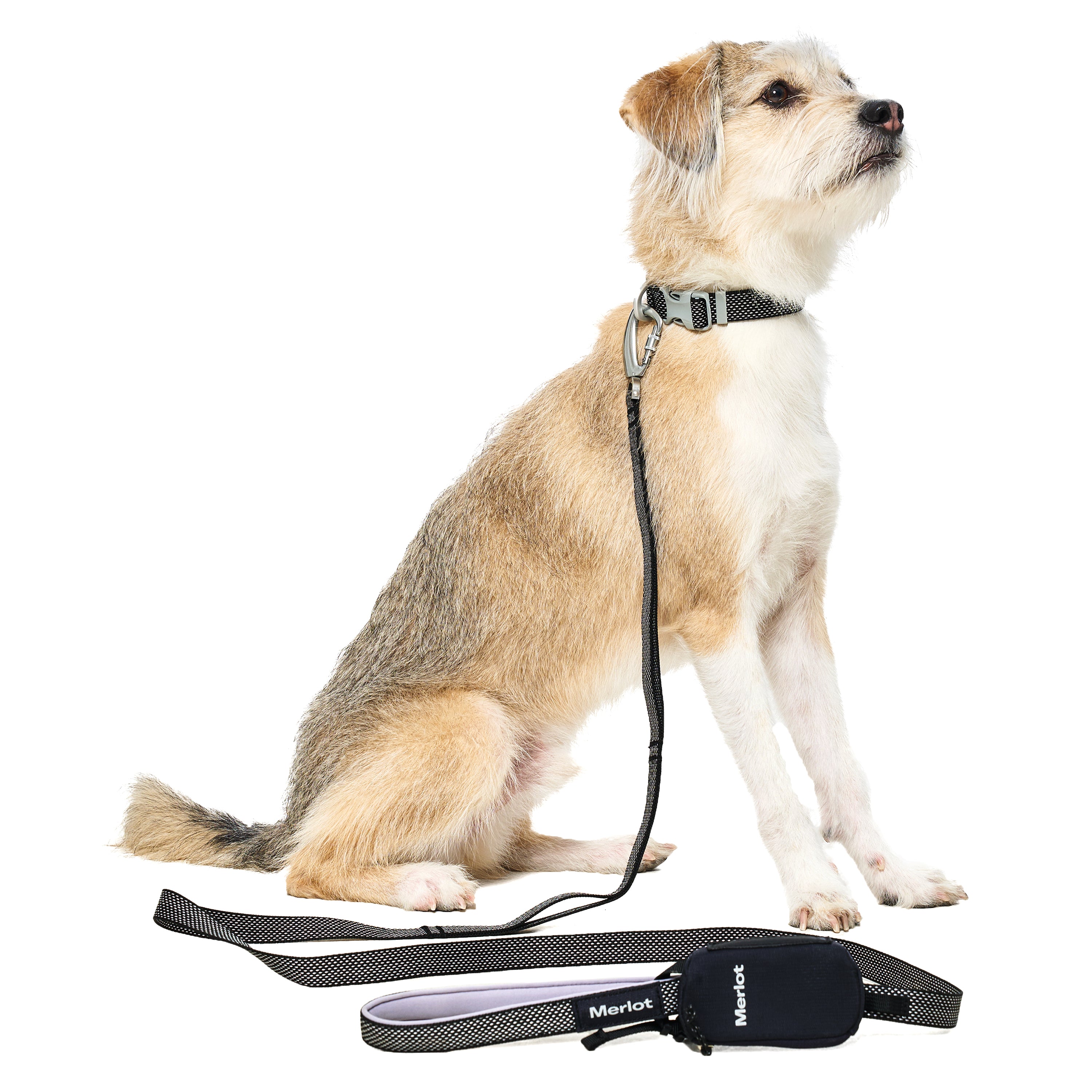 カラー《Ardor™》