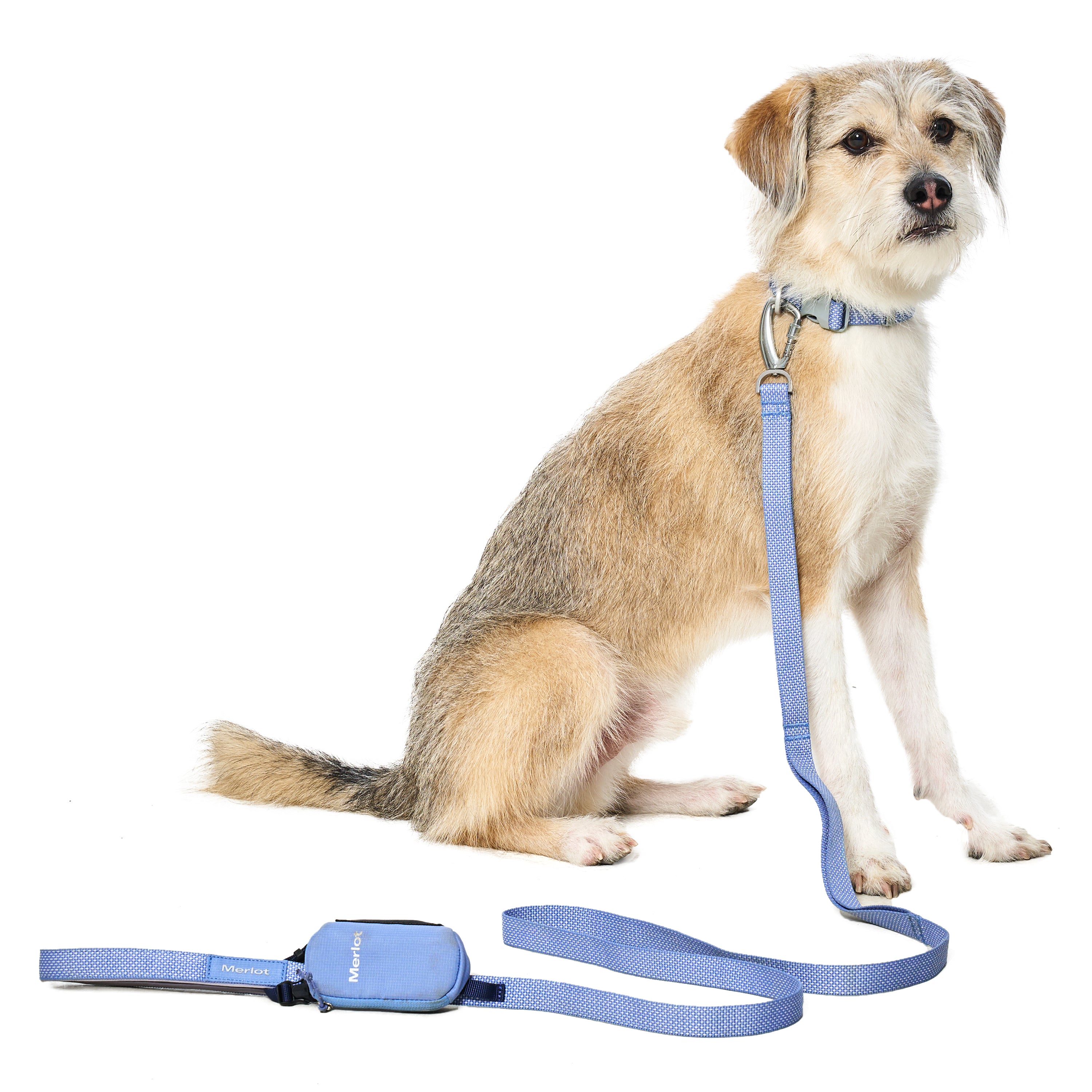 カラー《Ardor™》