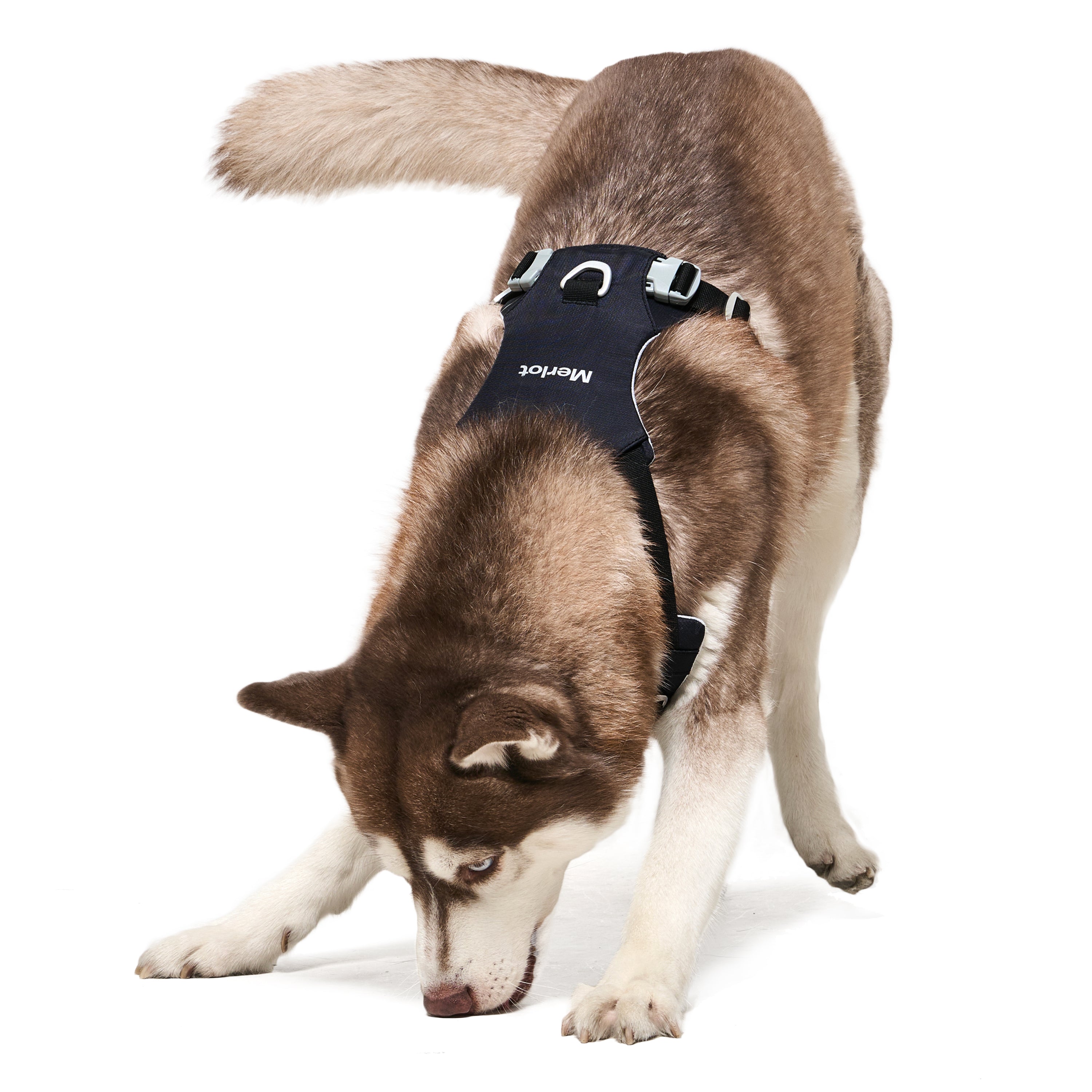 ハーネス《Ardor™》