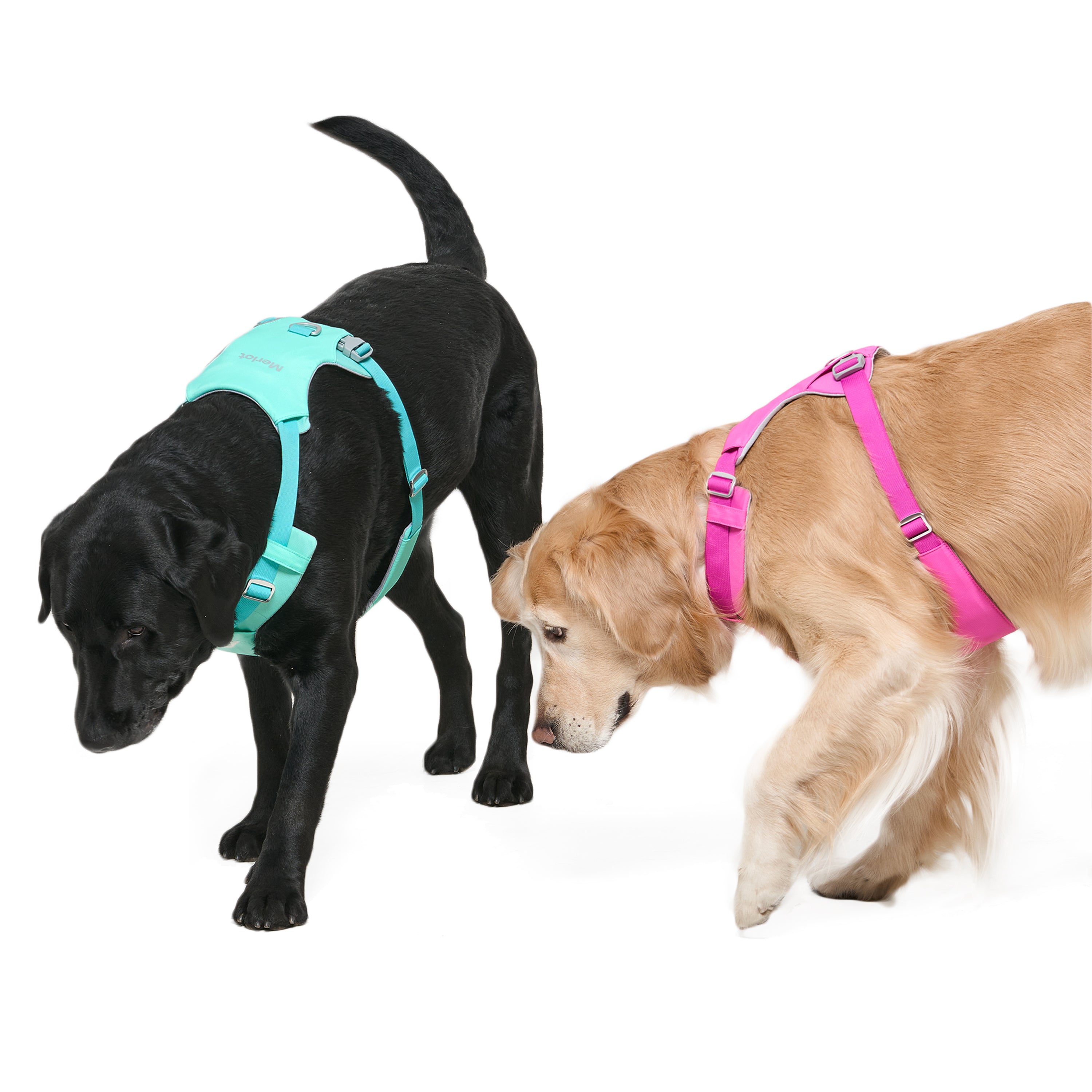 ハーネス《Ardor™》