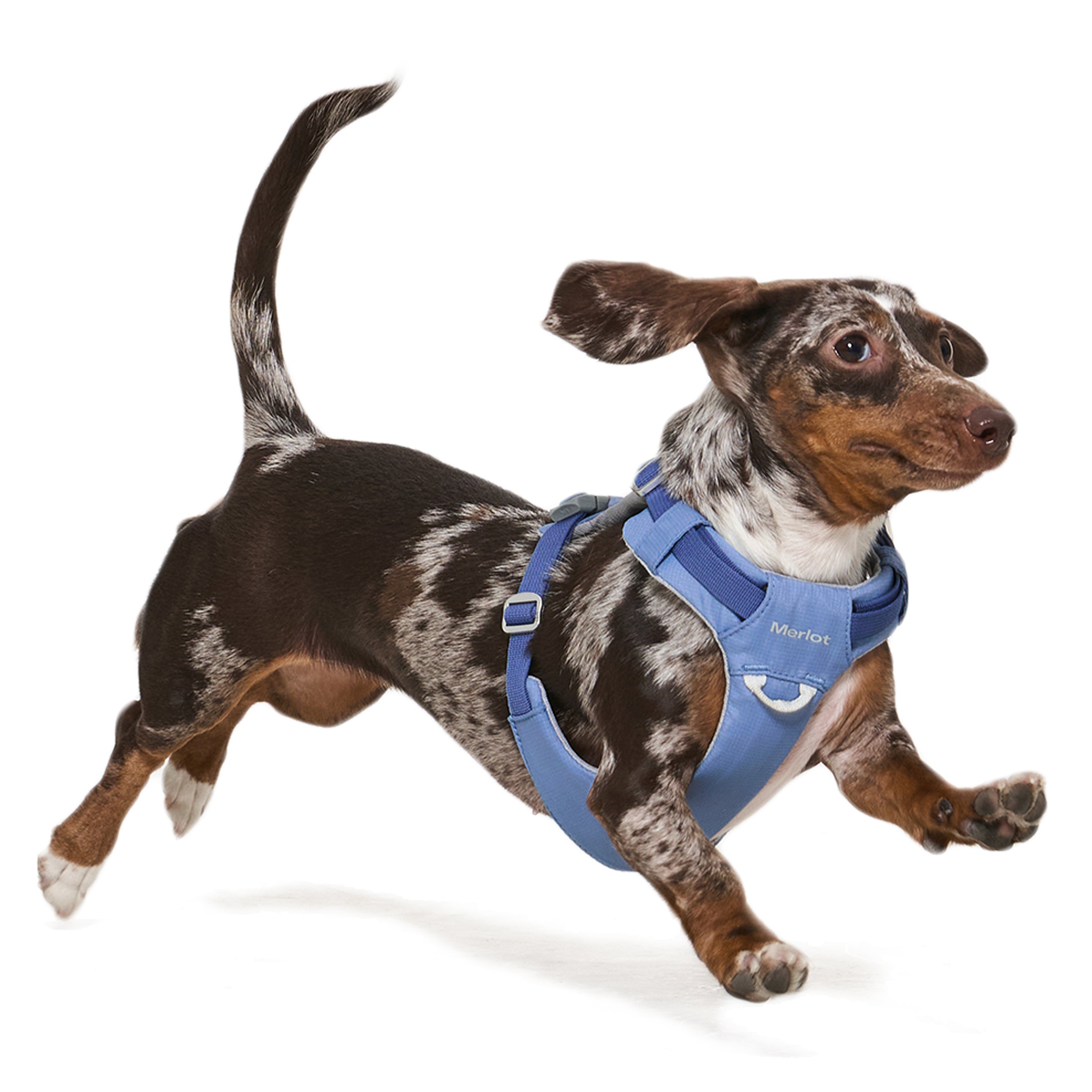 ハーネス《Ardor™》