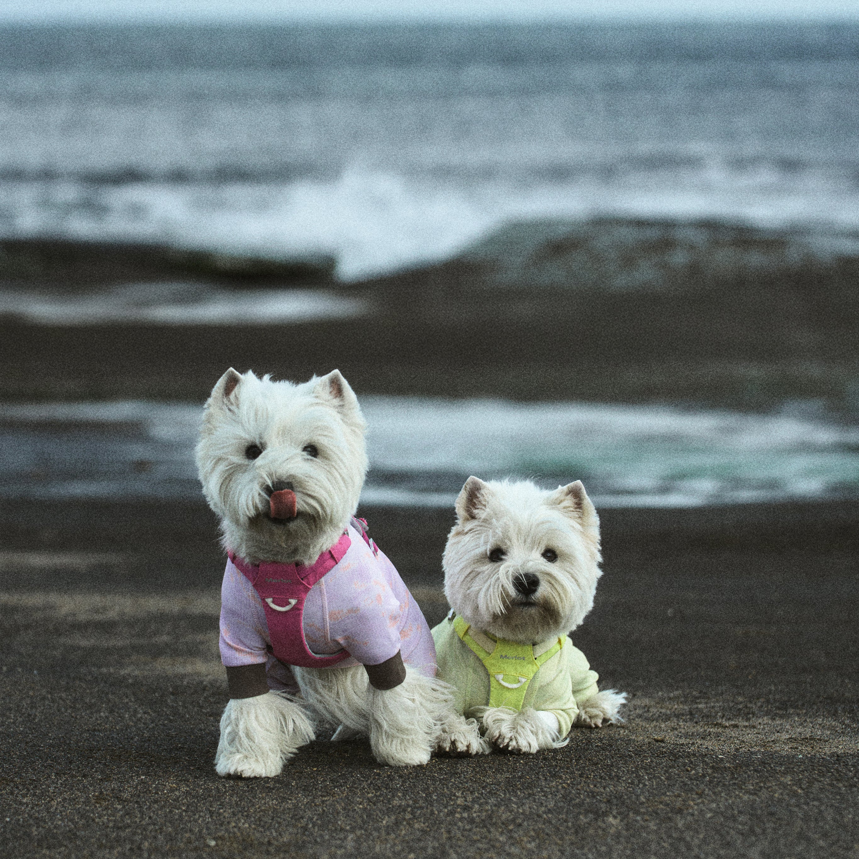 ハーネス《Ardor™》