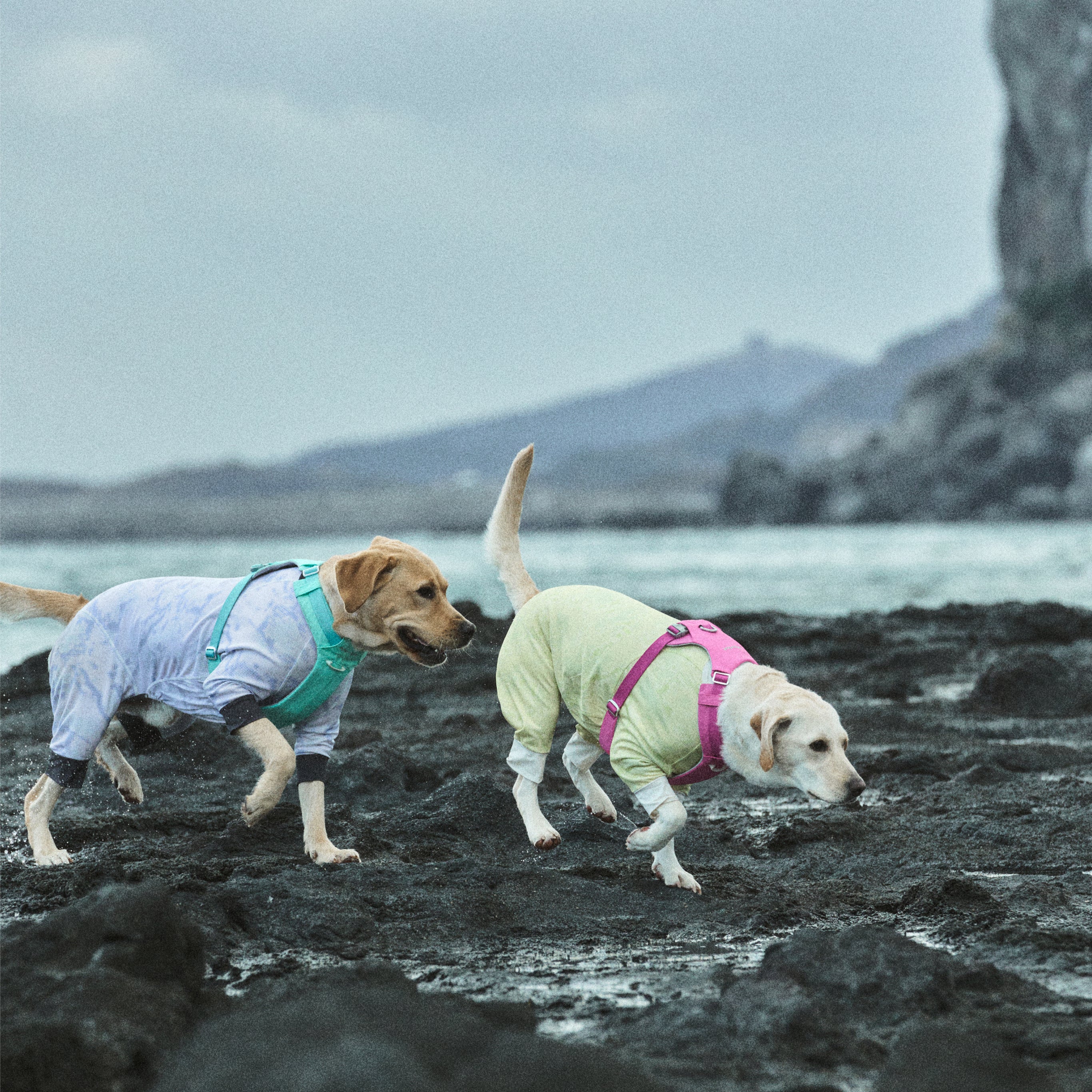 ハーネス《Ardor™》