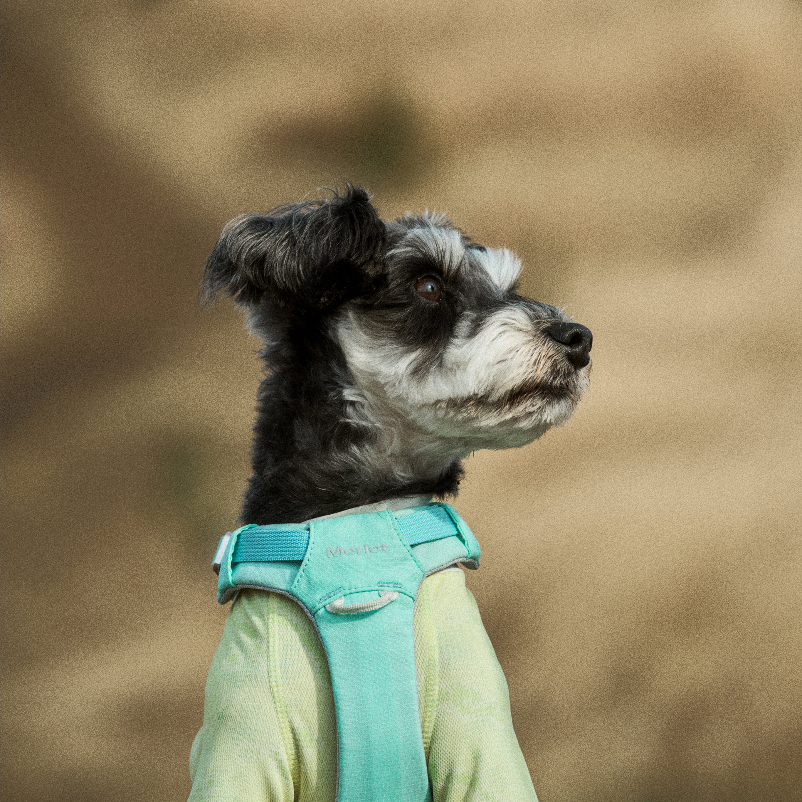 ハーネス《Ardor™》