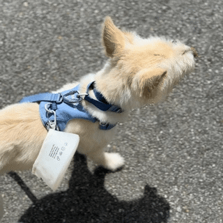 ドッグボウル《Noji™ 》